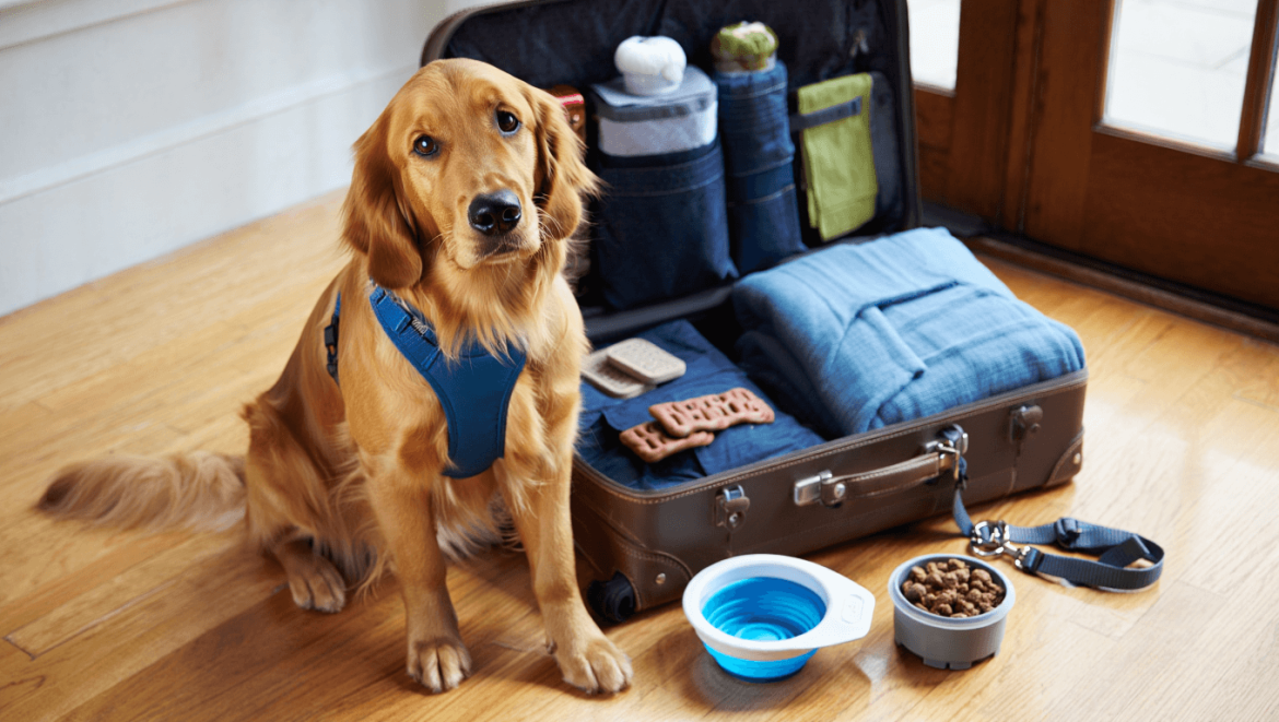The Ultimate Dog Packing List — What to Pack for Your Pet