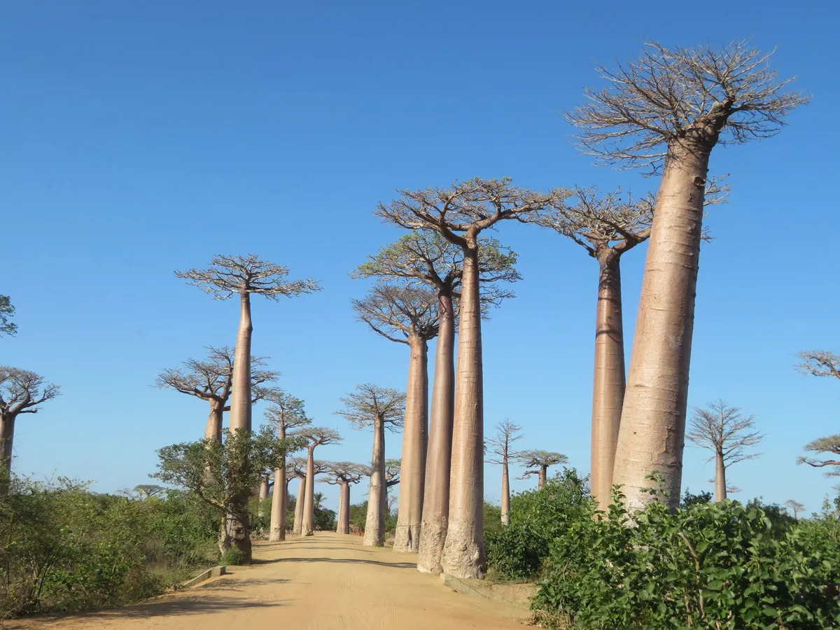 Allée des baobabs avec leurs troncs massifs alignés dans le paysage de Morondava