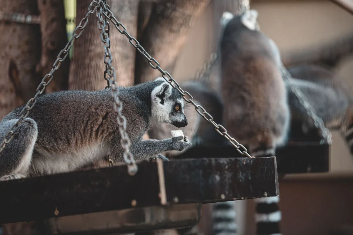 Lémuriens observés dans la canopée forestière de Ranomafana