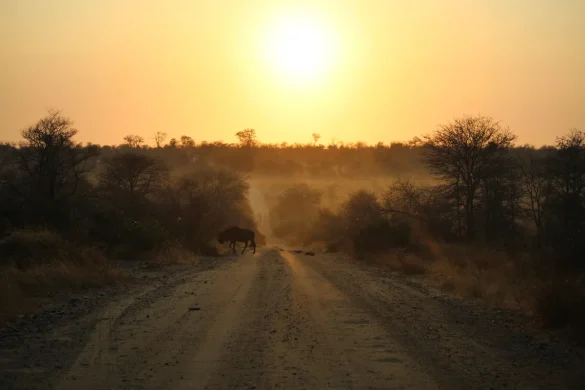 Baobabs silhouettés au coucher de soleil sur l'horizon plat de Madagascar