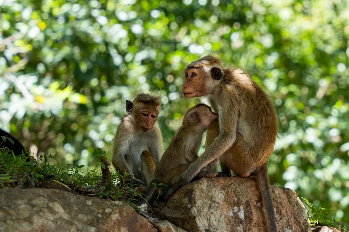 Groupe de macaques dans la forêt d'Ubud, curieux face aux visiteurs.