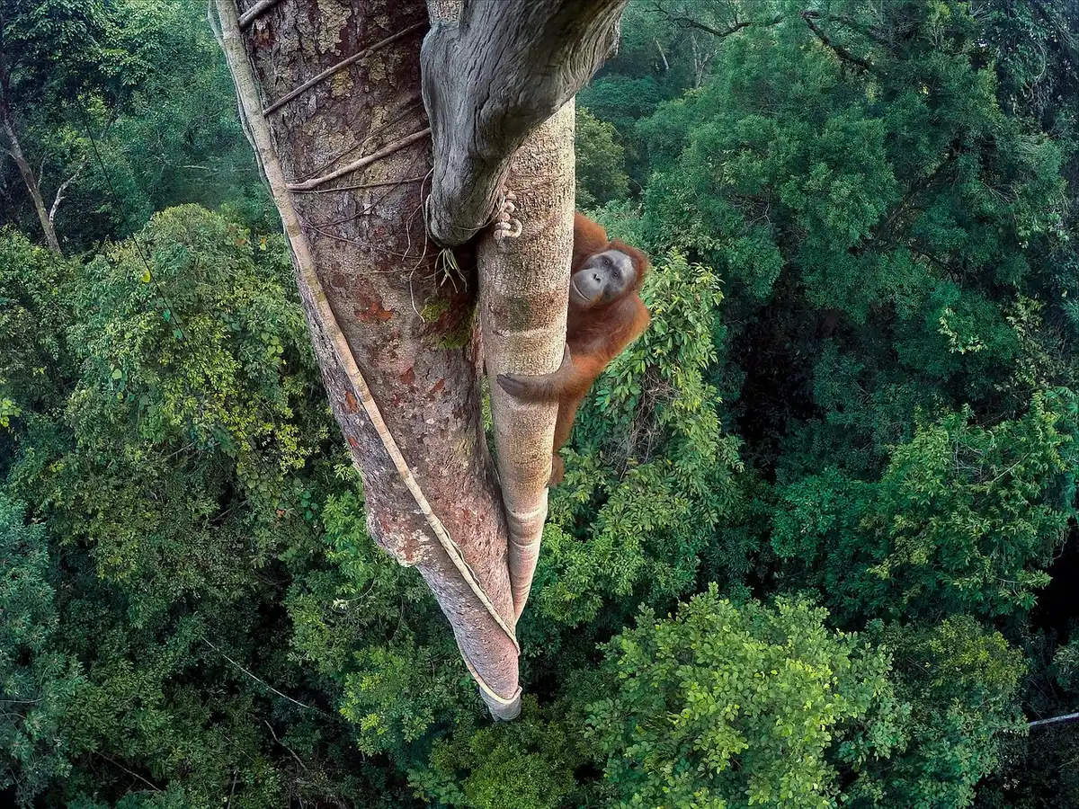 Orang-outan dans la forêt primaire de Kalimantan, perché dans les branches