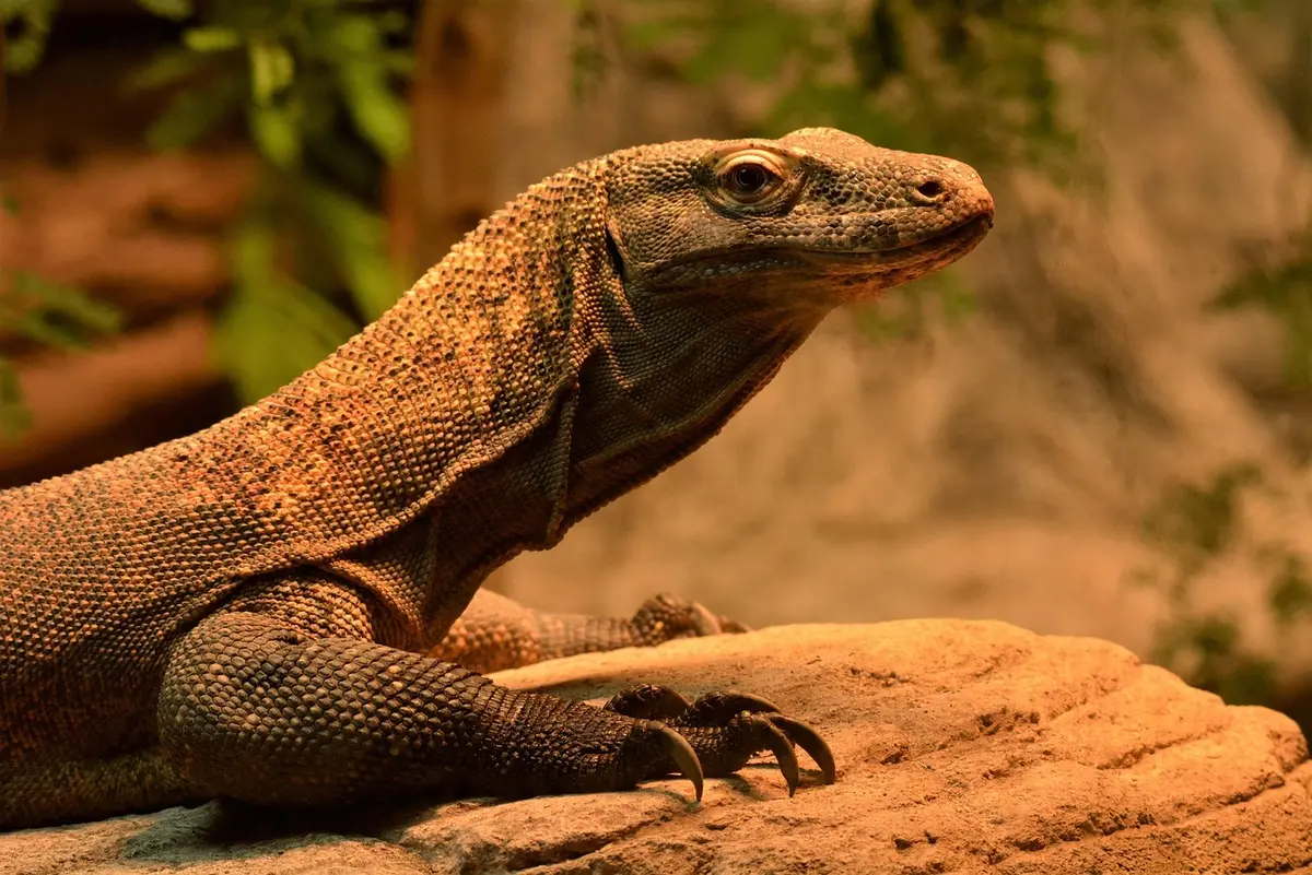 Dragon de Komodo marchant sur le sol rocheux d'une île aride