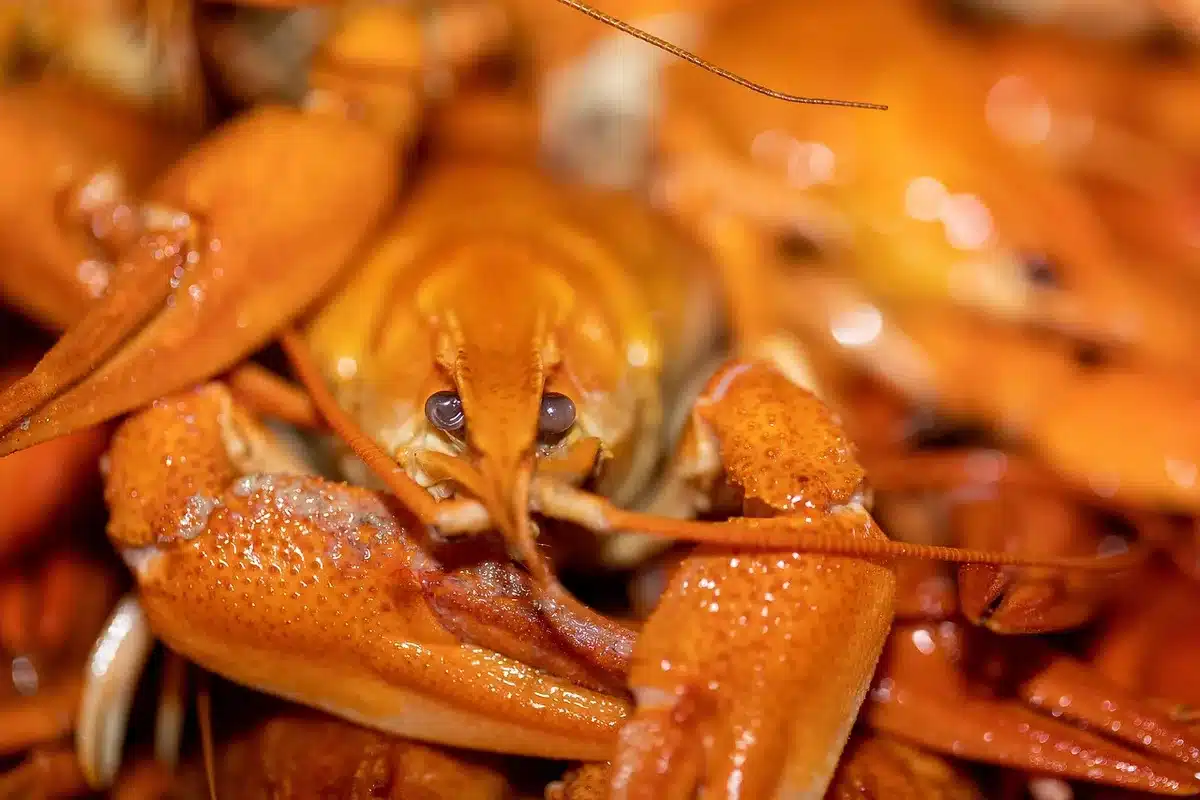 Assiette de crevettes spot prawns et crabe Dungeness sur une table
